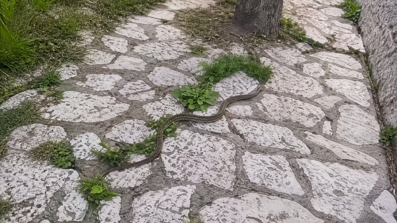 Zmija na kamenoj stazi u dvori&scaron;tu okruženom travom i biljkama, primer prisustva zmija u blizini kuće tokom toplijih meseci